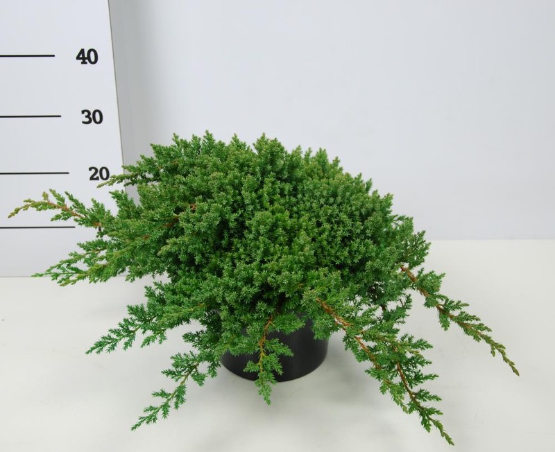 Можжевельник лежачий Нана